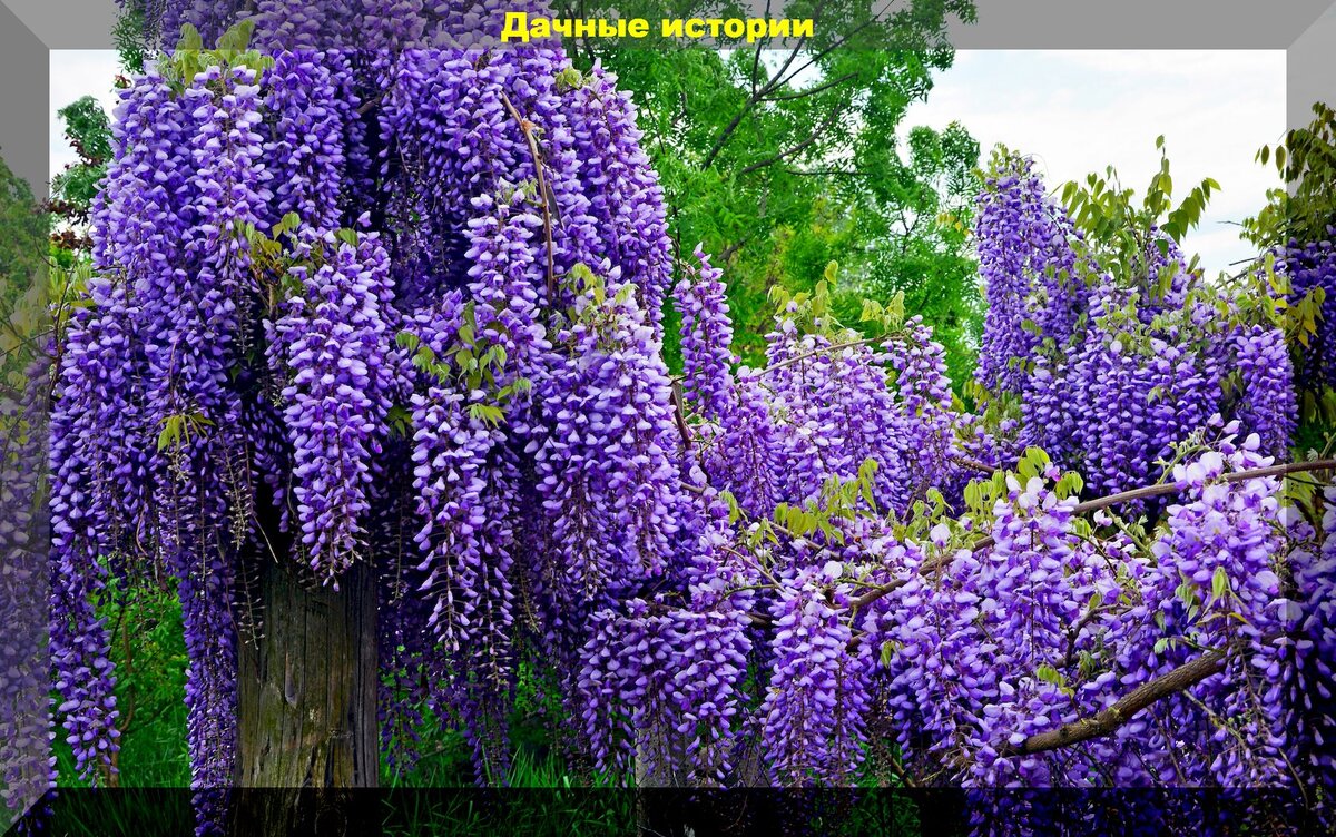 Глициния Глициния