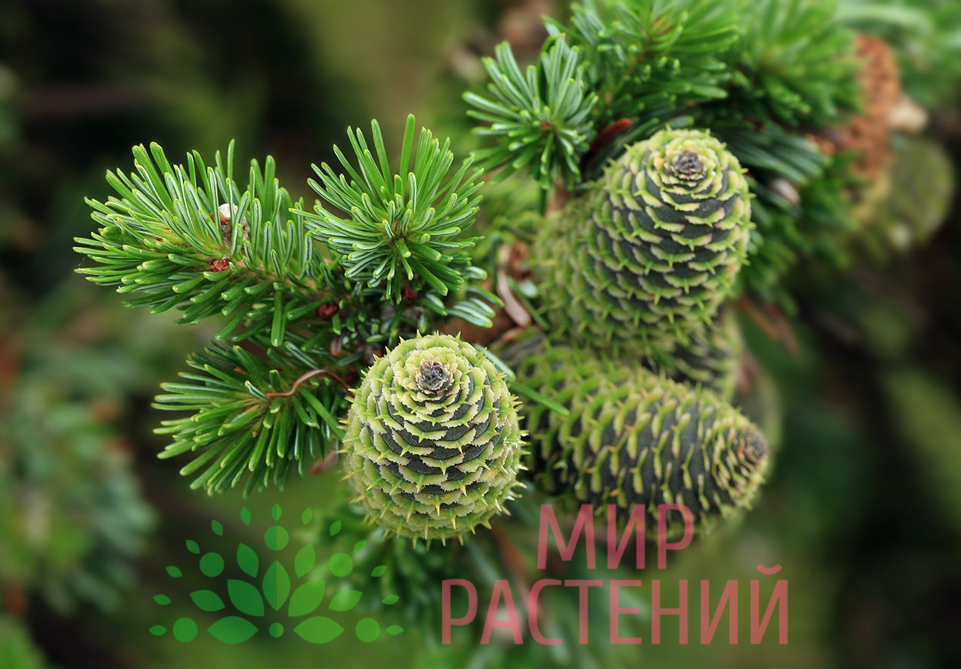 Пихта белокорая