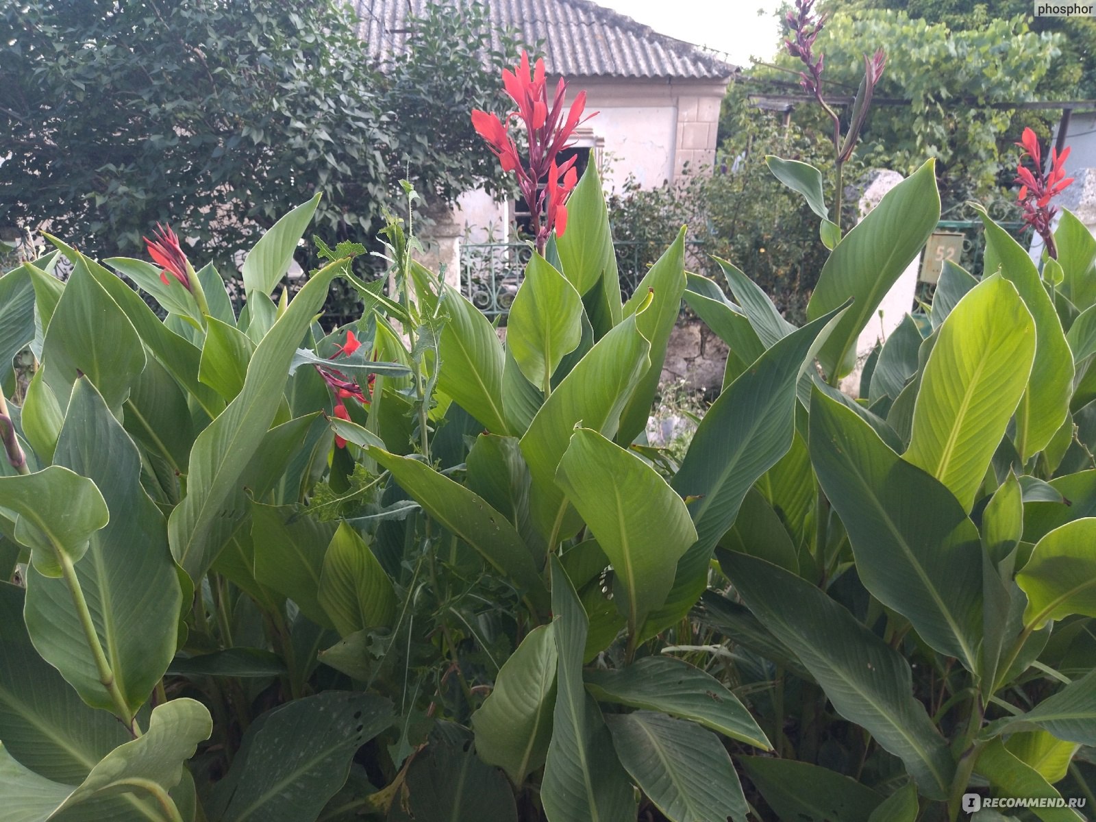 Канна