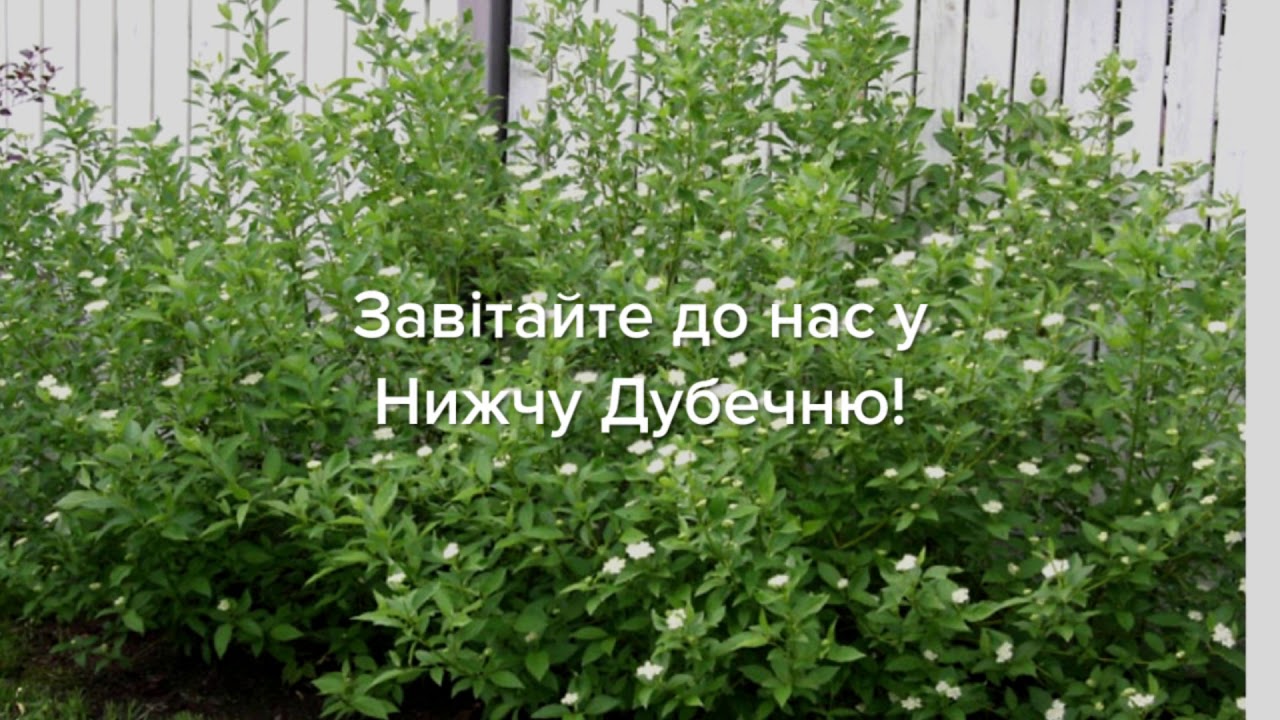 Дерен отпрысковый