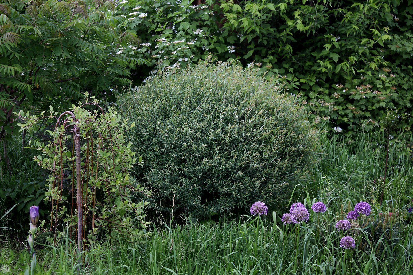 Ива пурпурная Ива пурпурная