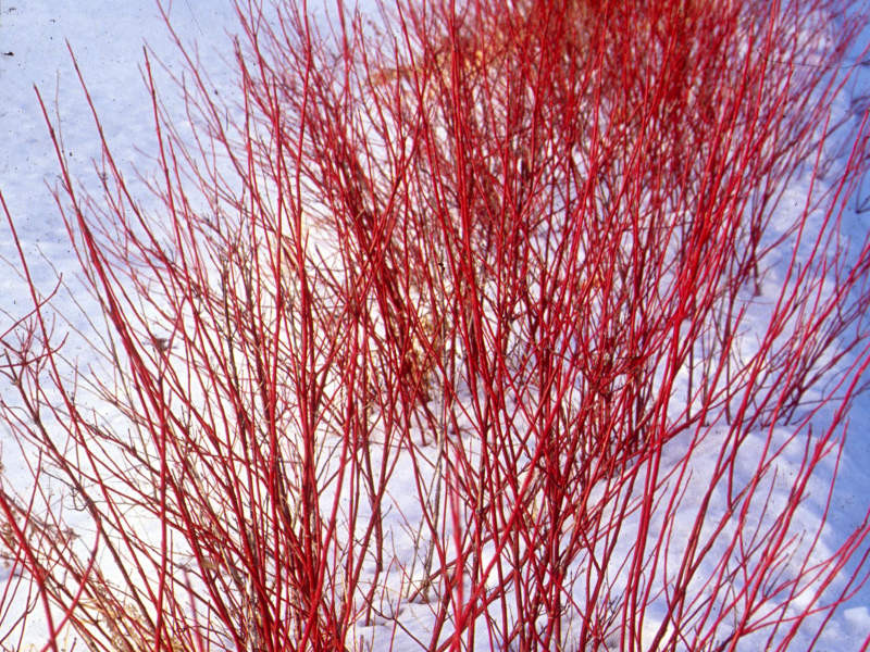 Дерен кроваво-красный Дерен кроваво-красный