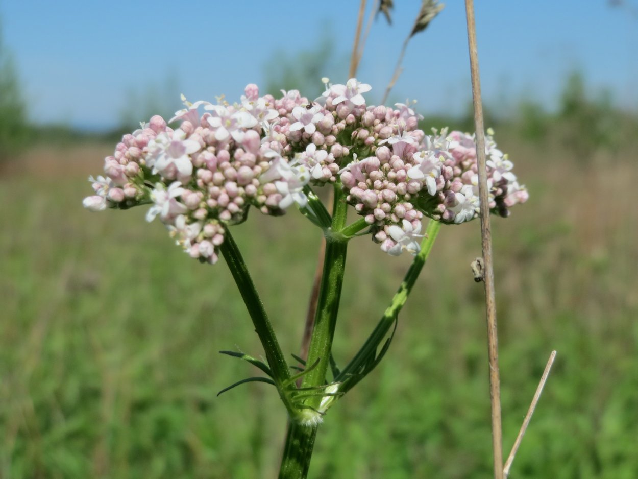 Валериана Валериана