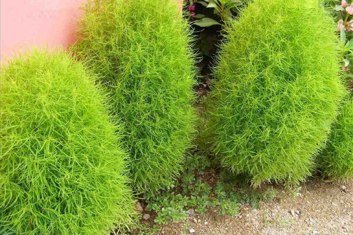 Бассия веничная Бассия веничная