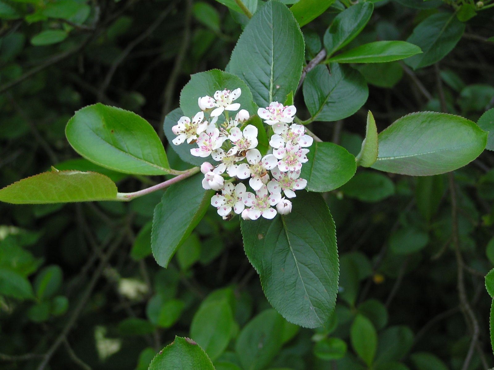 Боярышник петушья шпора