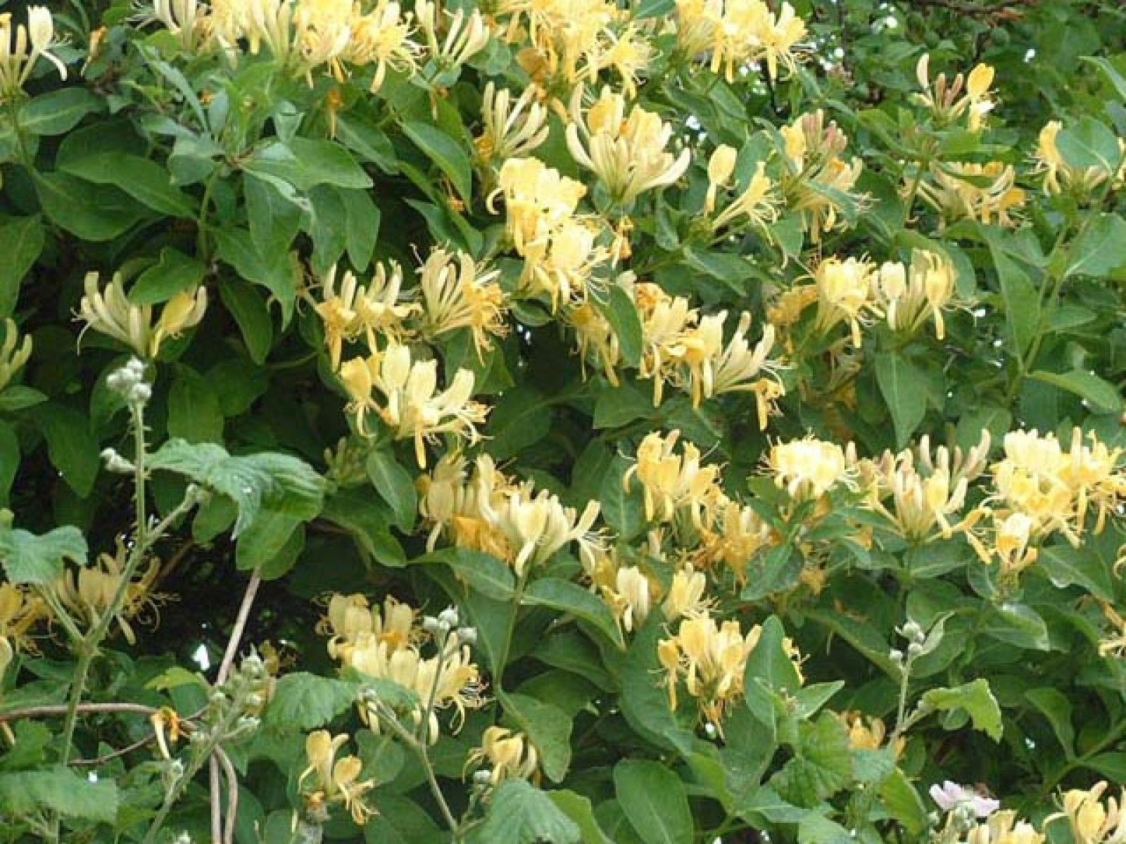 Жимолость золотистая