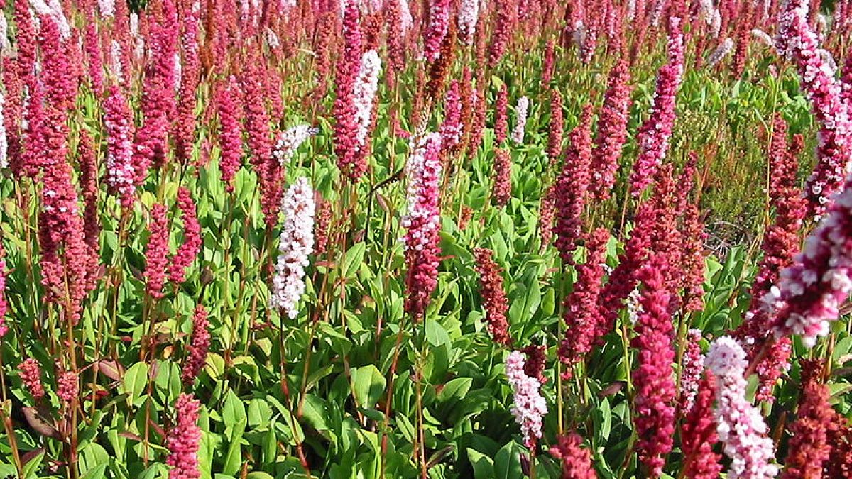 Горец Горец