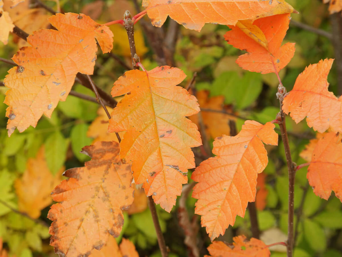 Рябина промежуточная