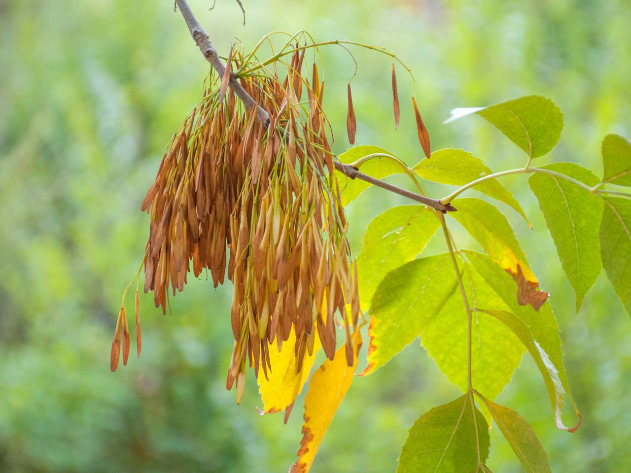 Ясень узколистный Ясень узколистный