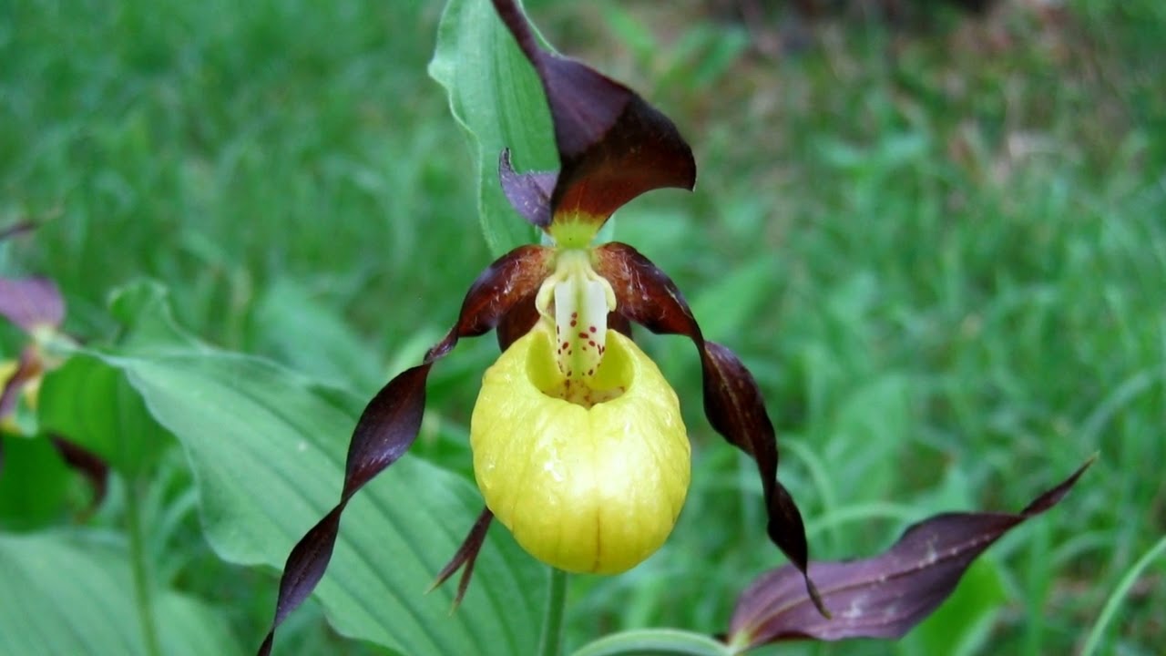 Башмачок настоящий