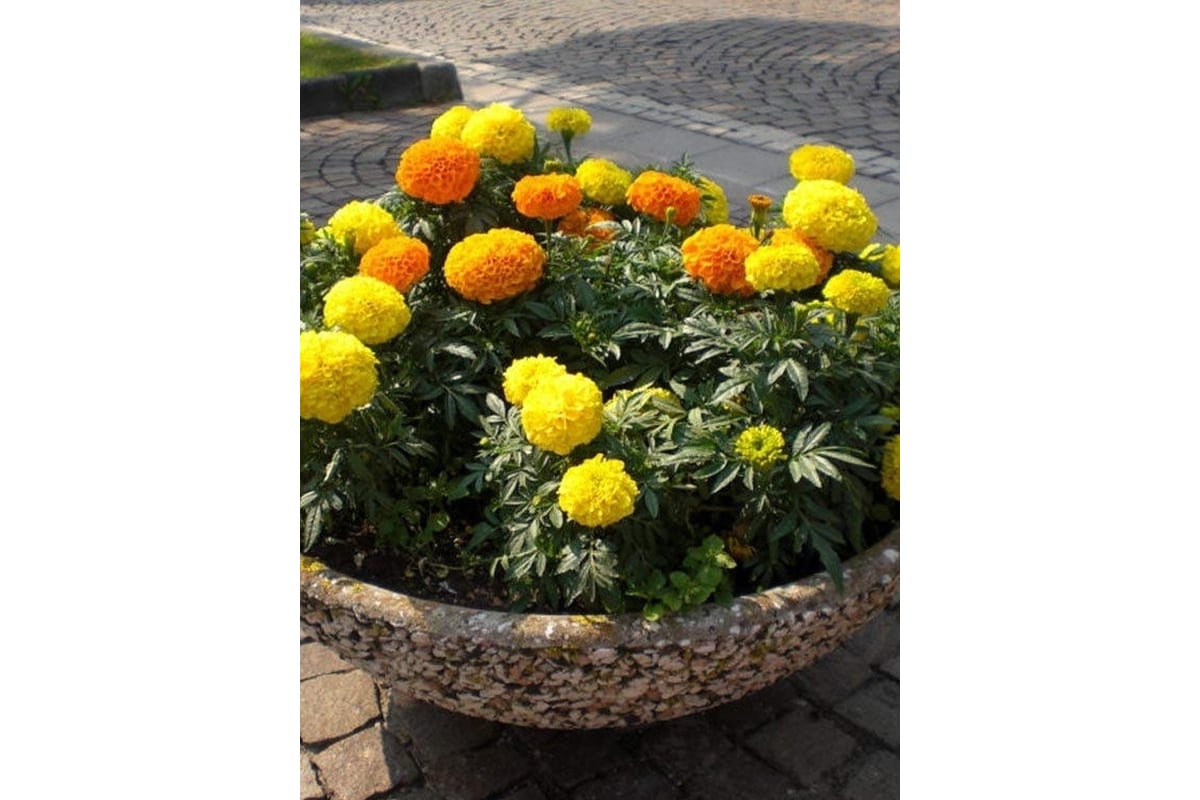 Бархатцевые Бархатцевые