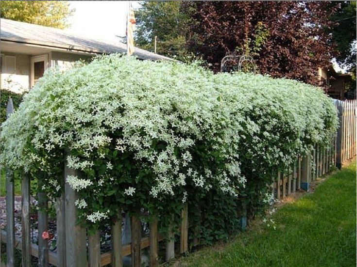 Ломонос маньчжурский