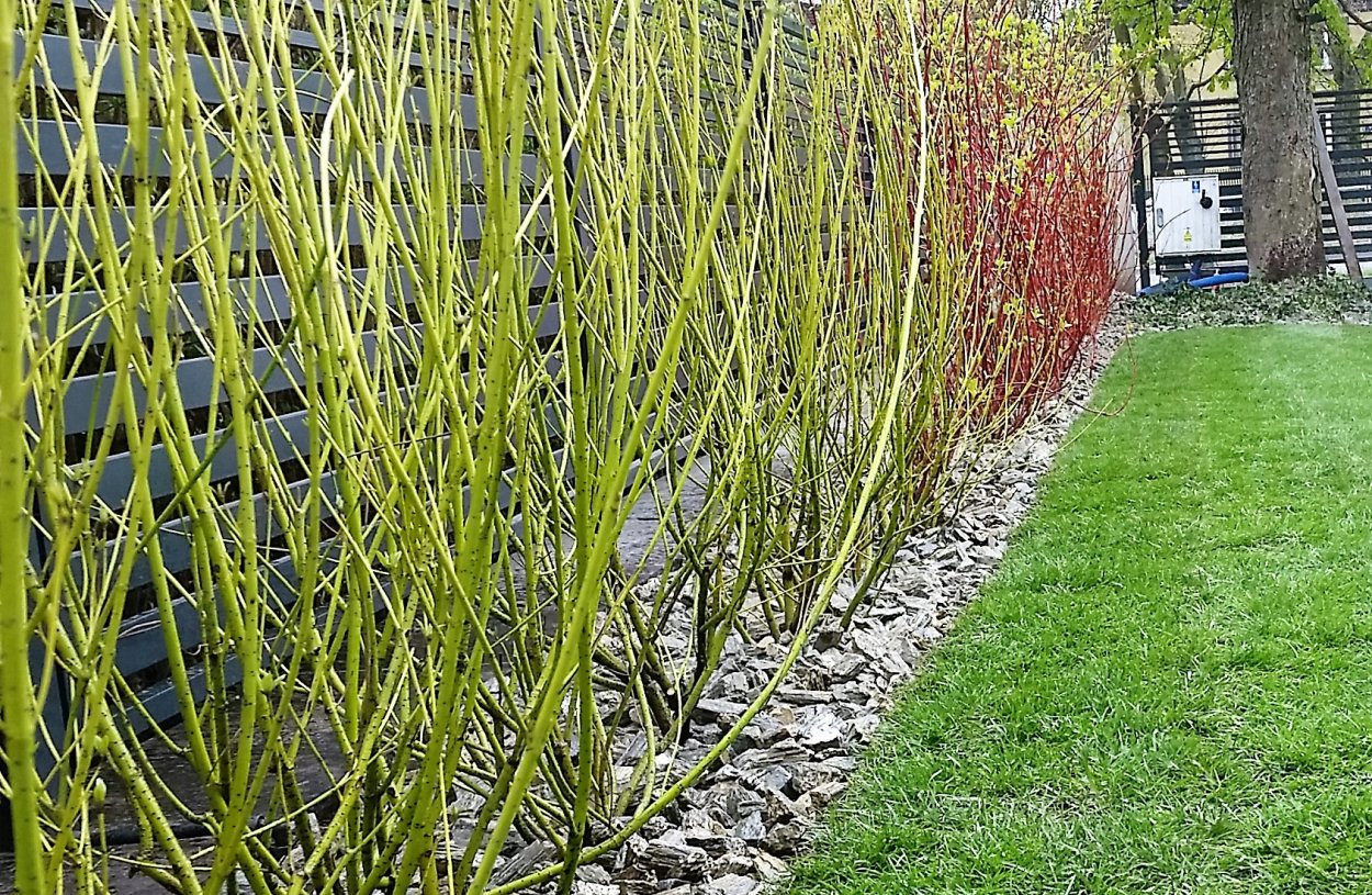 Дерен отпрысковый