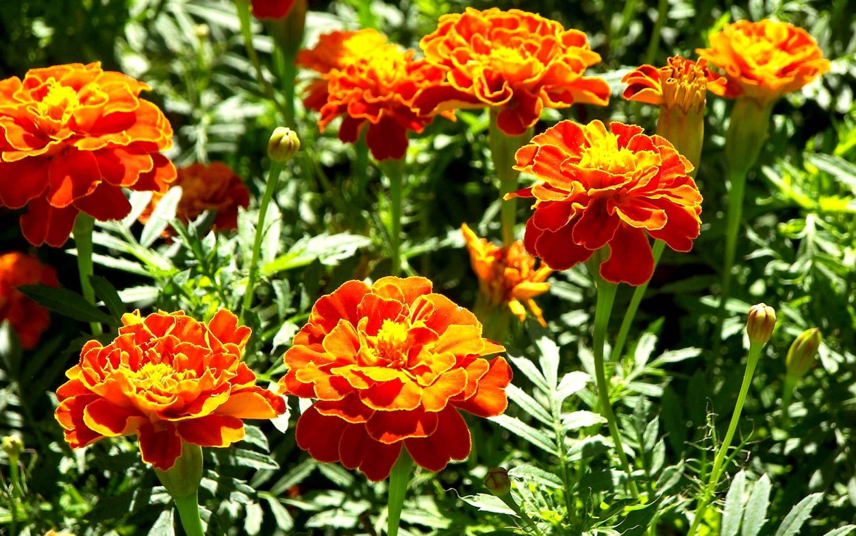 Бархатцевые Бархатцевые