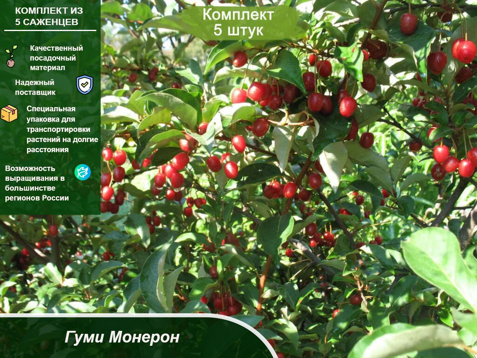 Лох многоцветковый