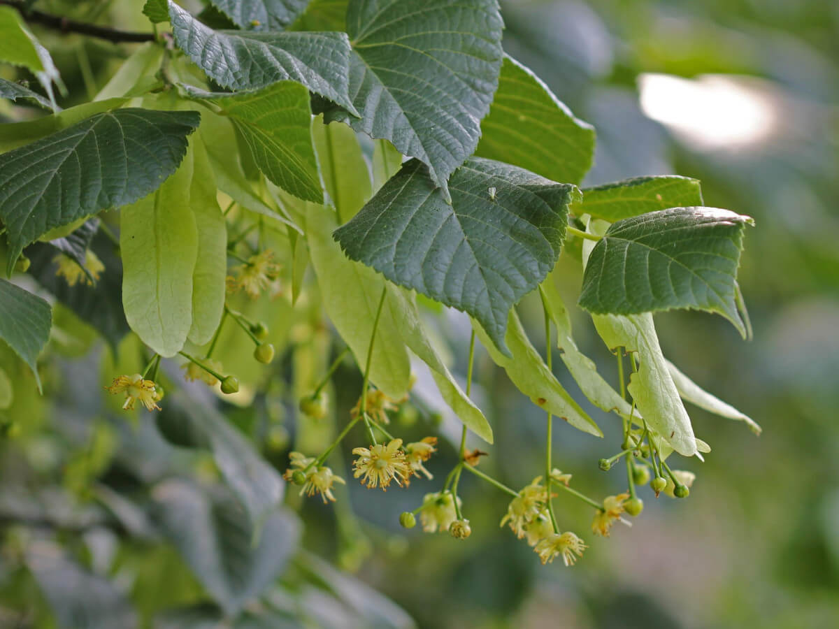 Липа сибирская