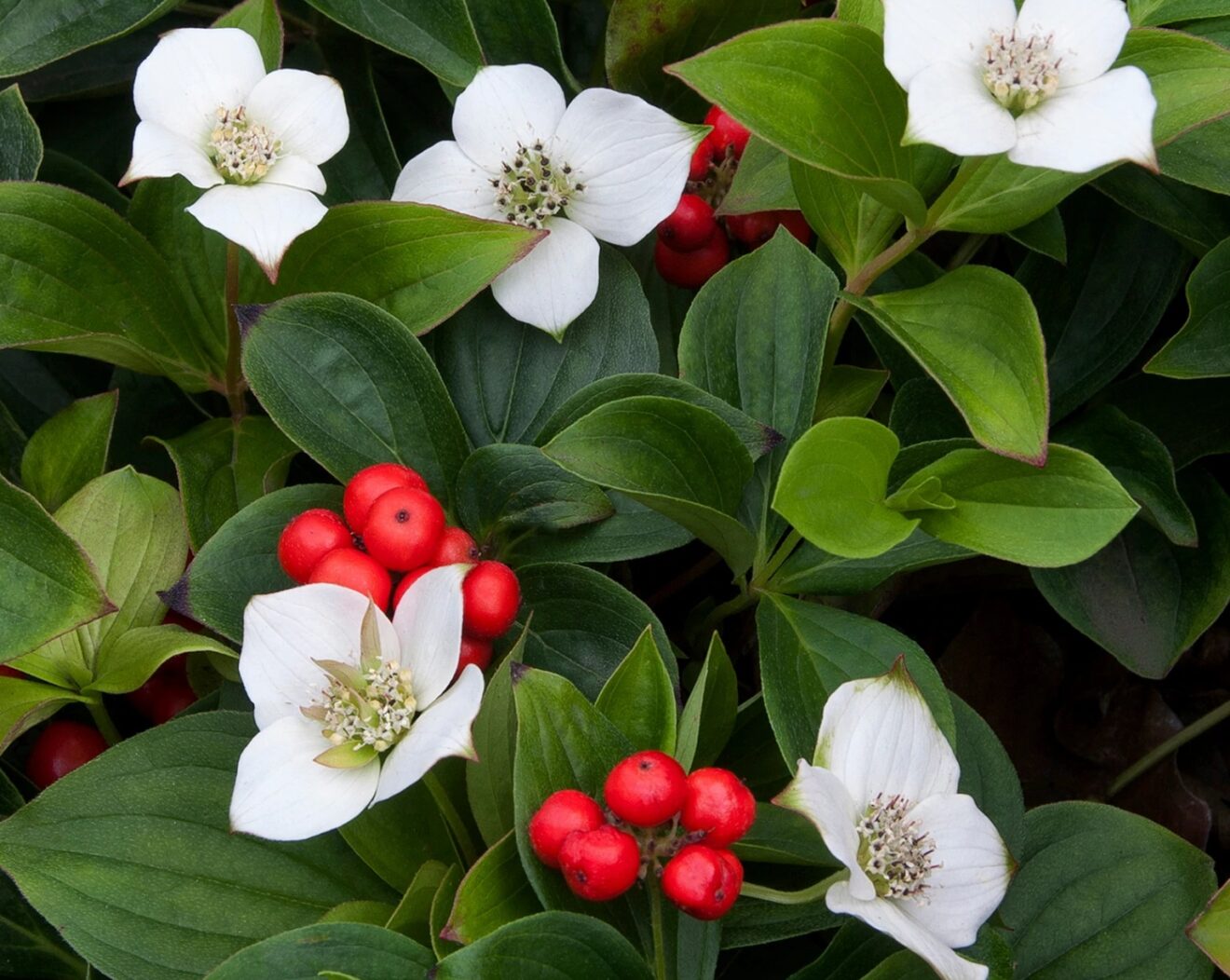 Дерен канадский Дерен канадский