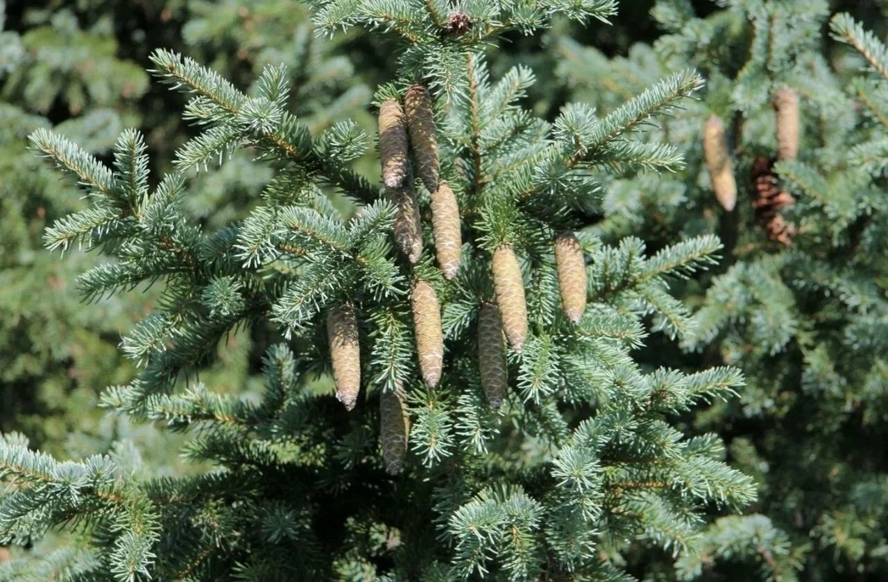 Ель сибирская