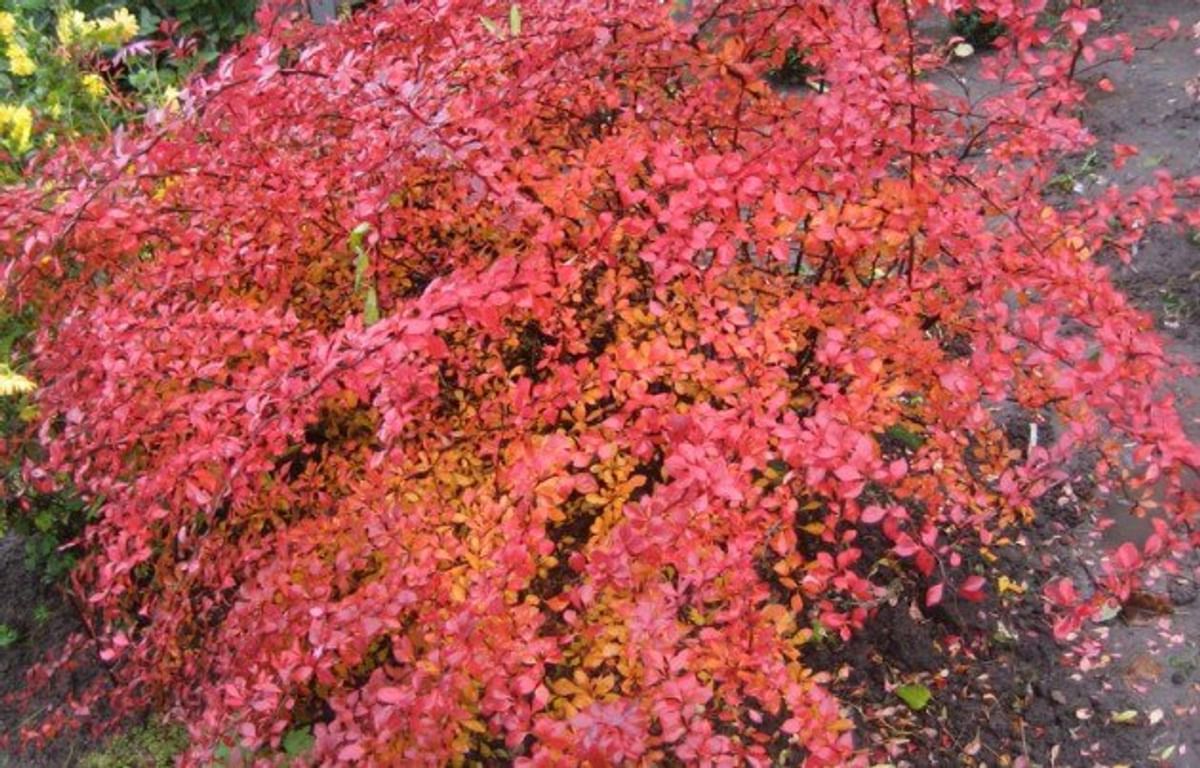 Дерен кроваво-красный Дерен кроваво-красный