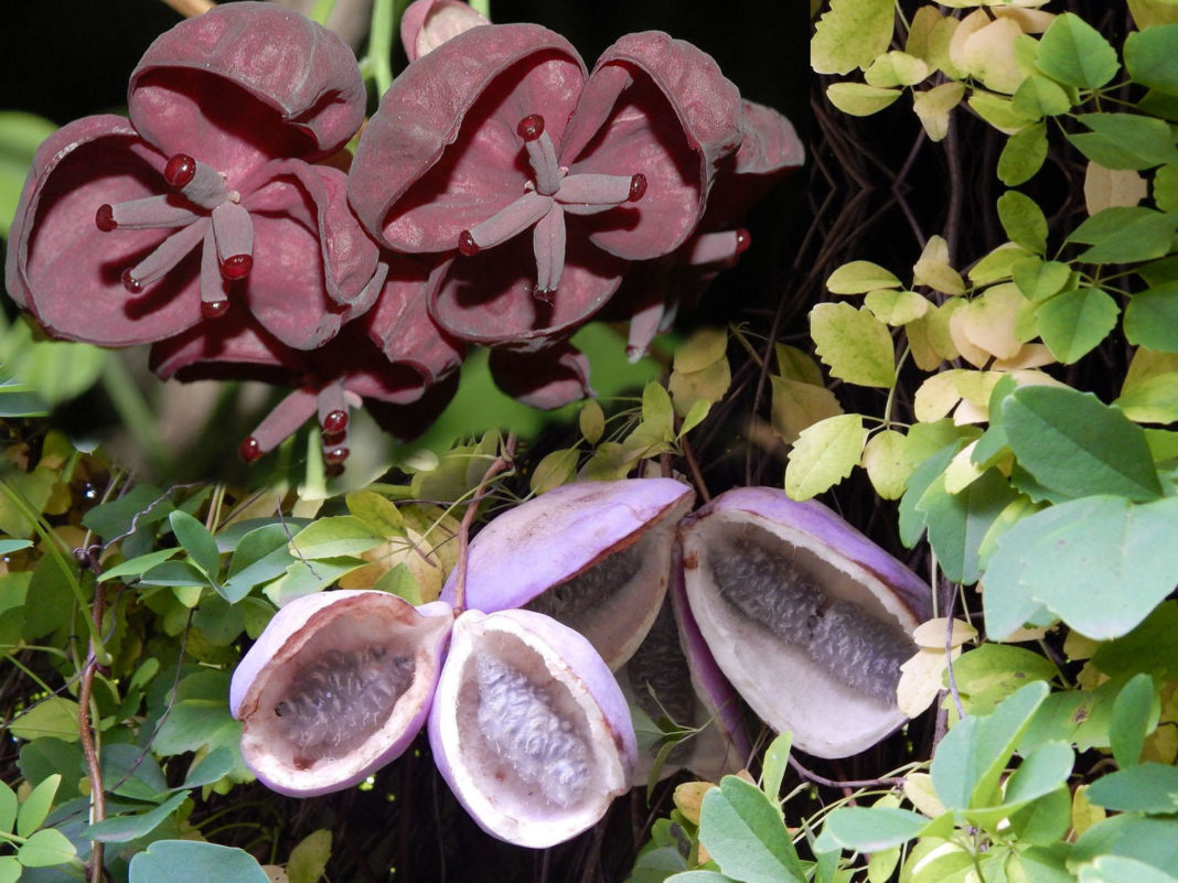 Акебия компактная