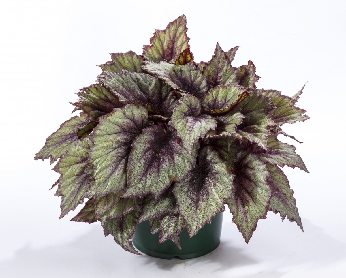 Бегония королевская