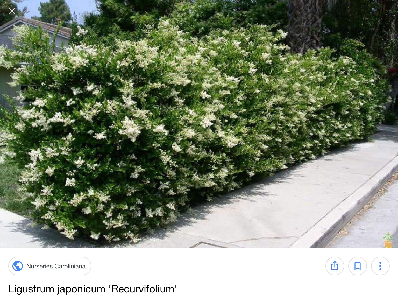 Бирючина блестящая Бирючина блестящая