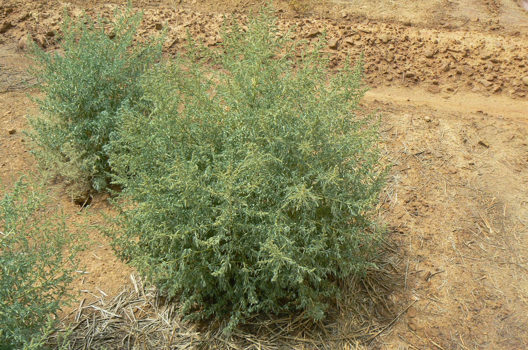 Бассия простёртая Бассия простёртая