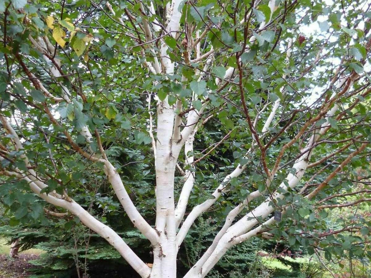 Береза ребристая