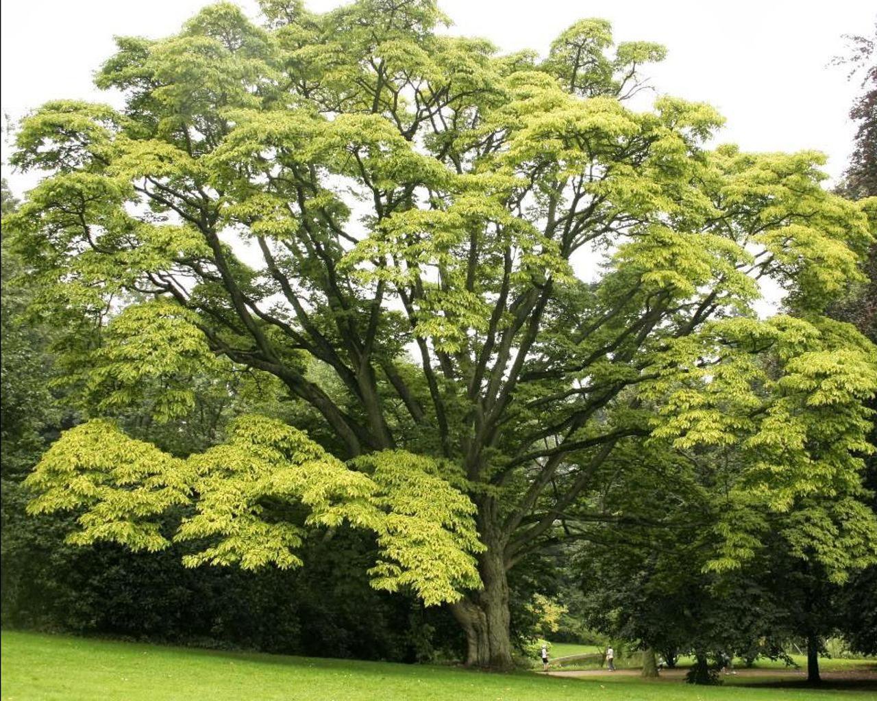 Бархат (растение)