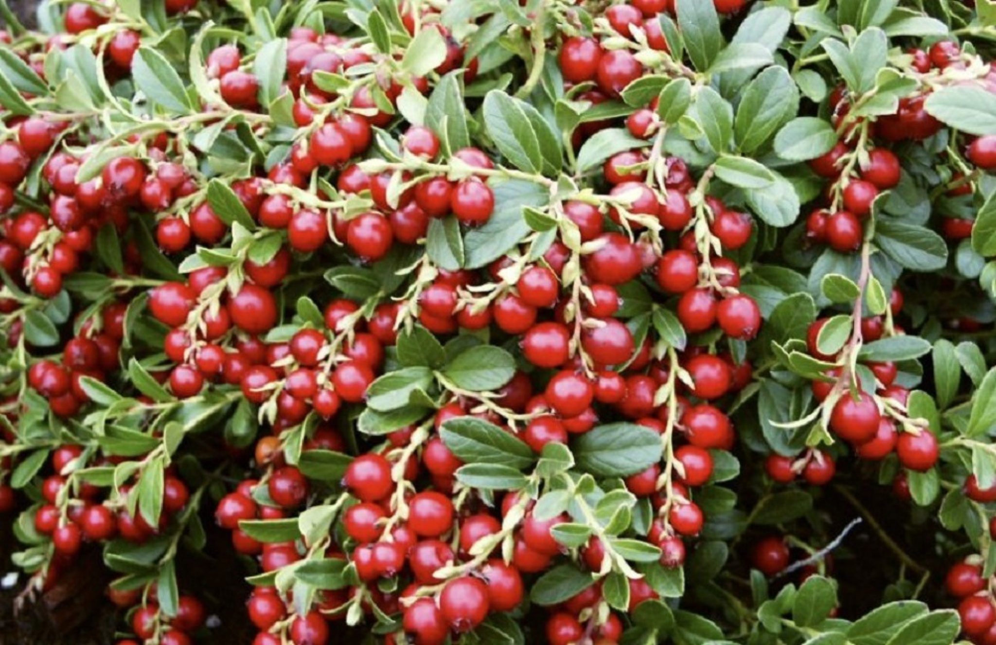 Брусника Брусника