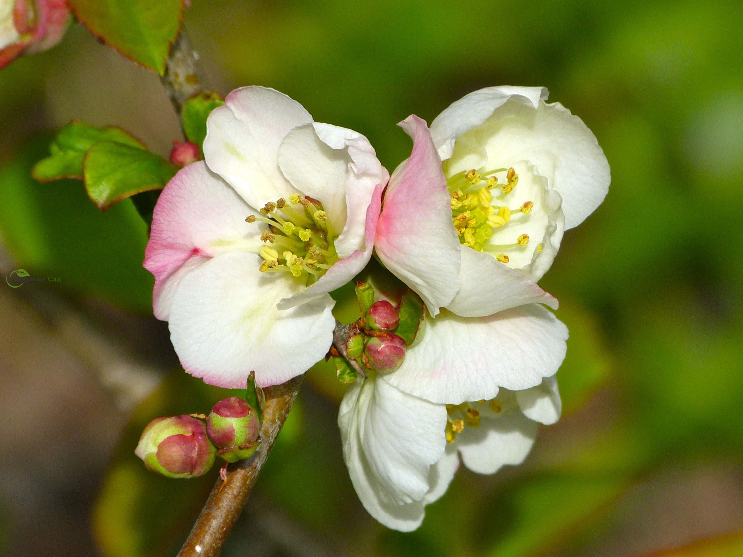Айва обыкновенная Айва обыкновенная