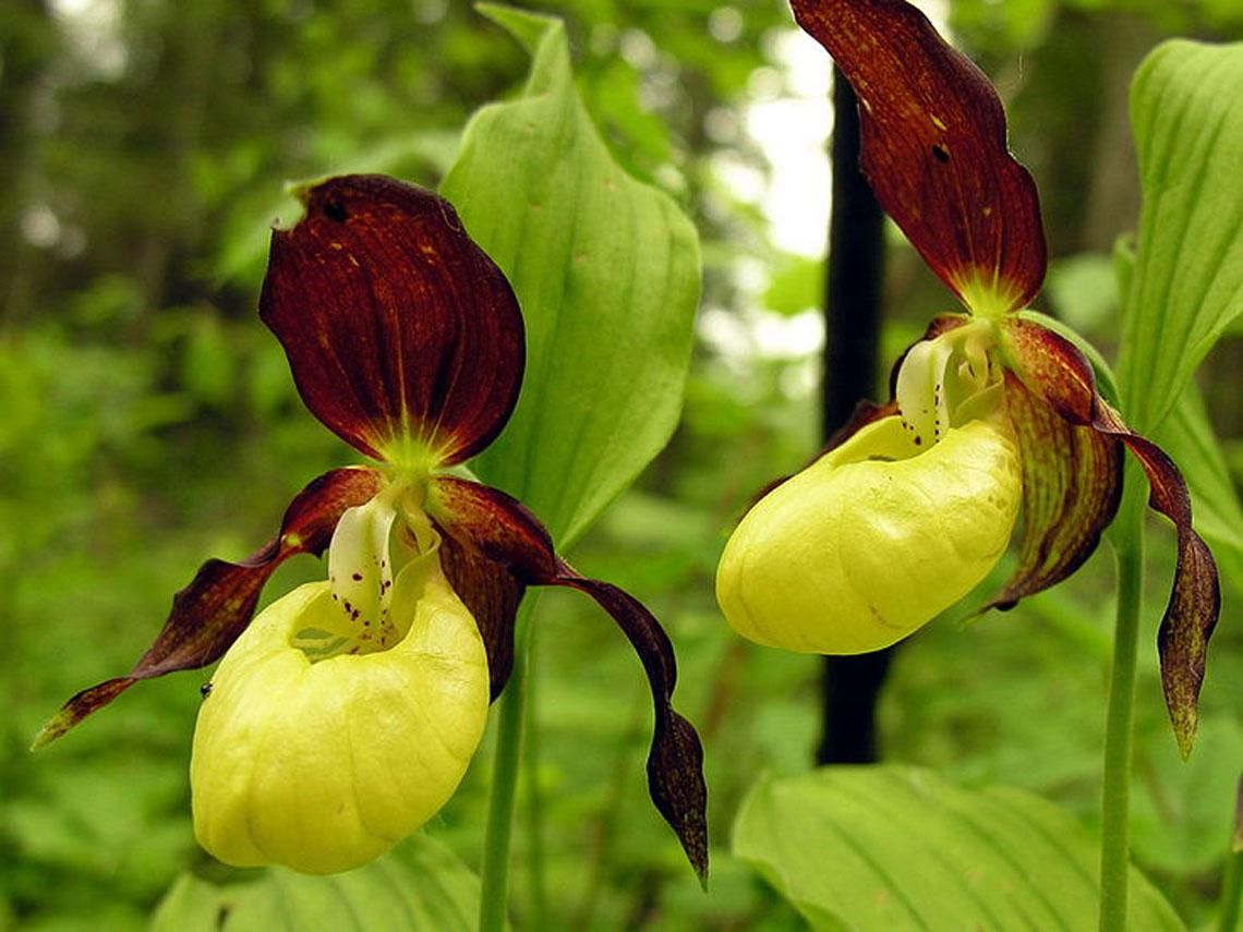 Башмачок Генри