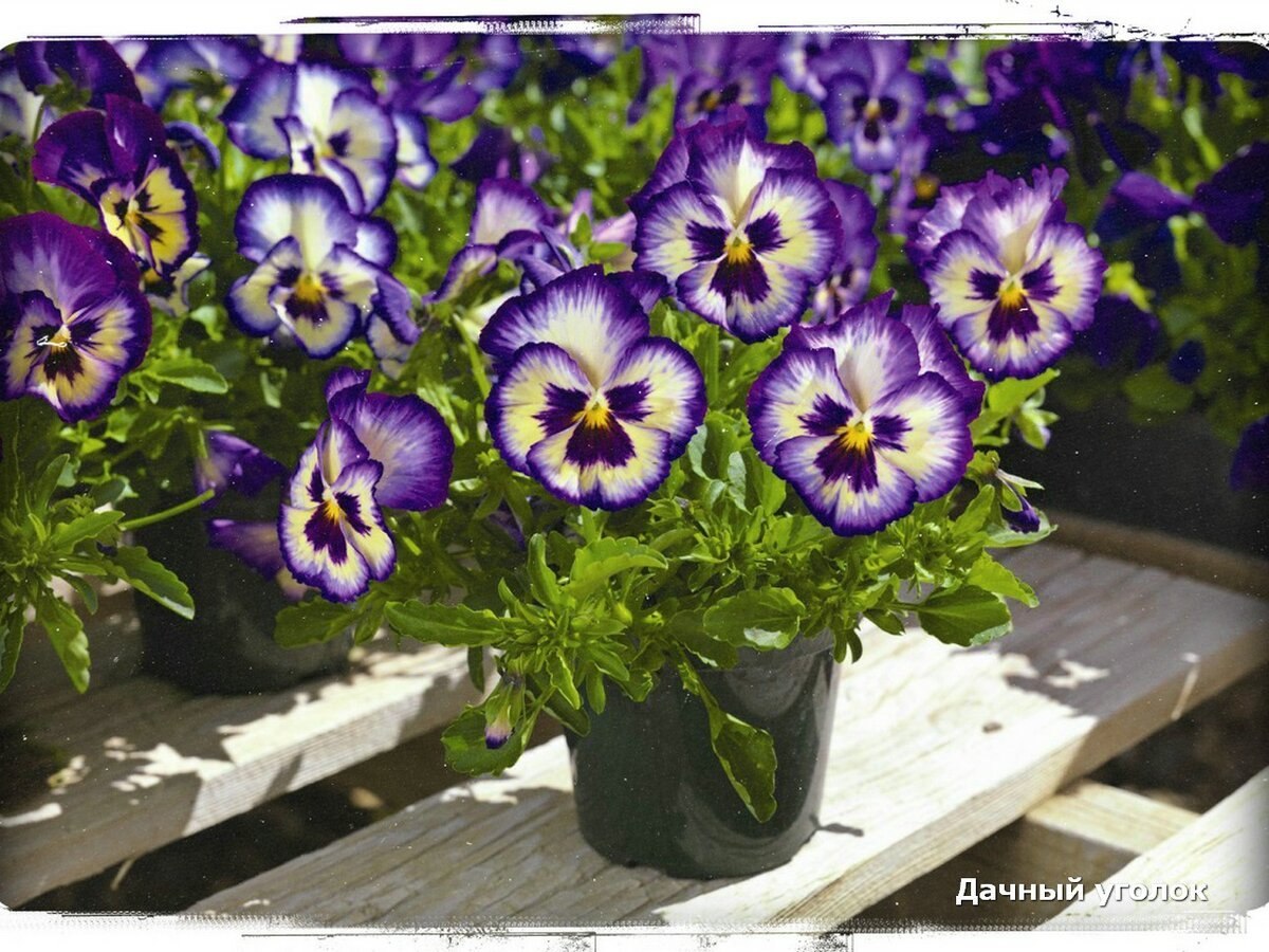 Анютины глазки Анютины глазки