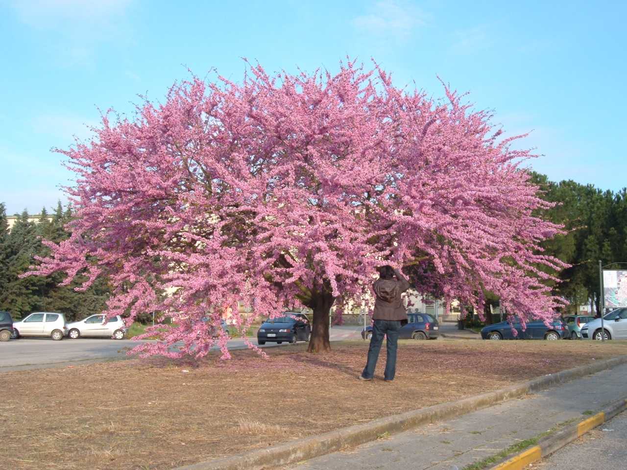 Багрянник китайский