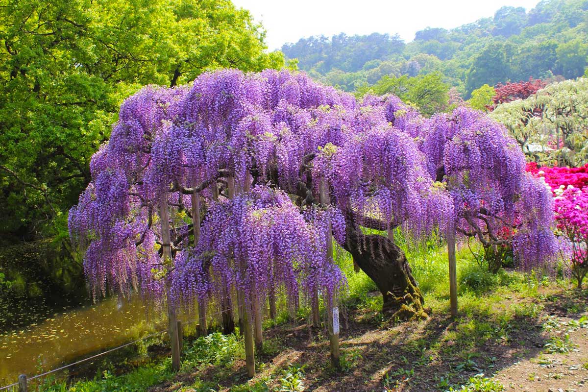 Глициния японская Глициния японская
