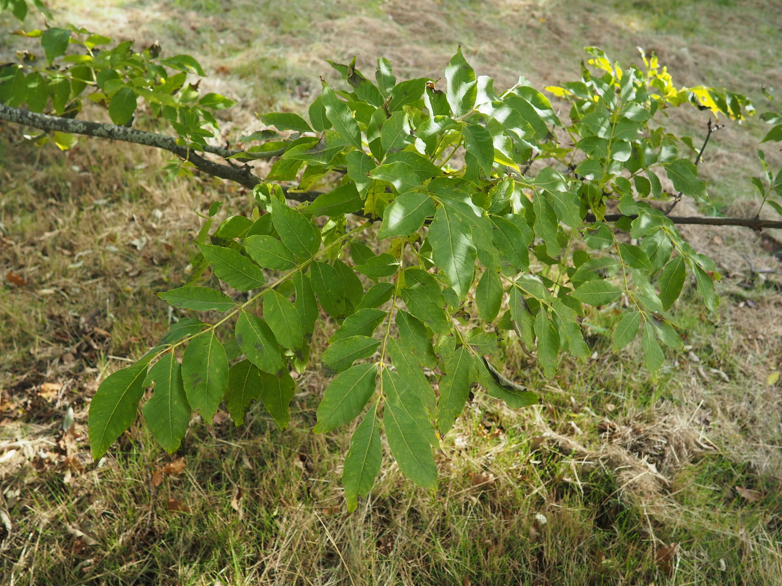 Бархат китайский