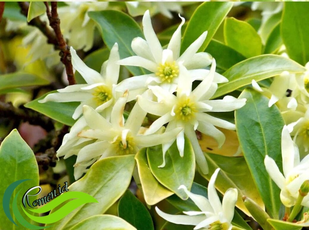 Бадьян настоящий