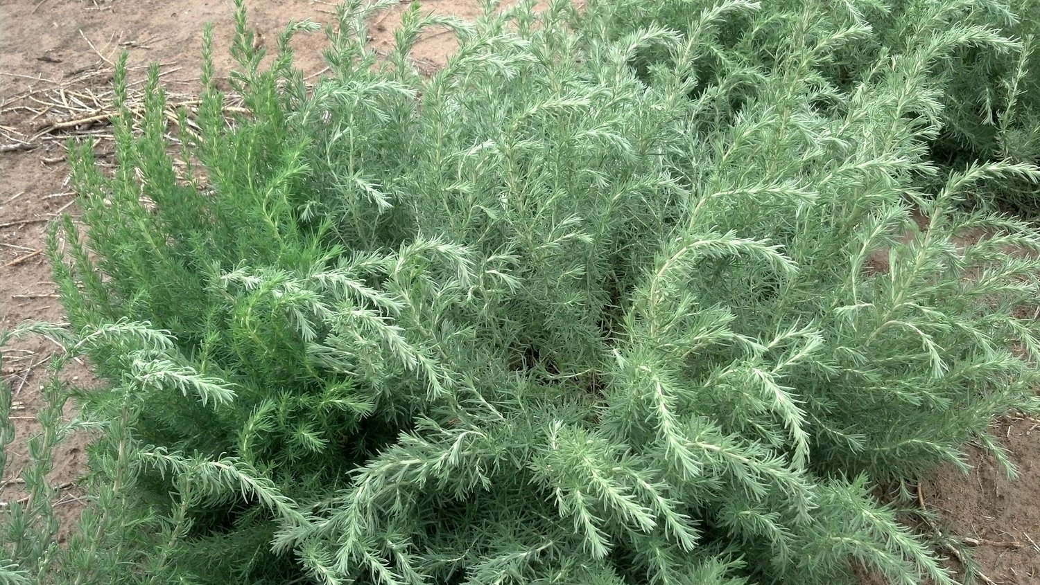 Бассия шерстистоцветковая Бассия шерстистоцветковая