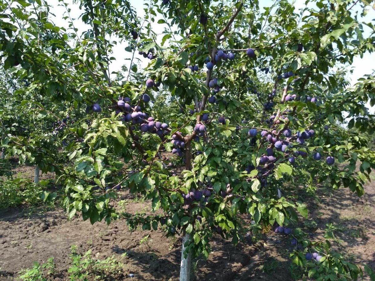 Кустарниковая слива Кустарниковая слива