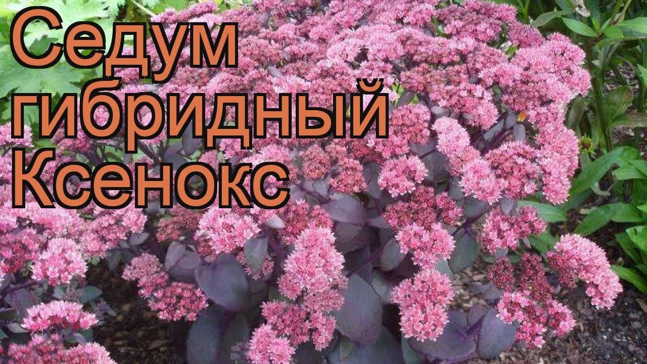 Седум