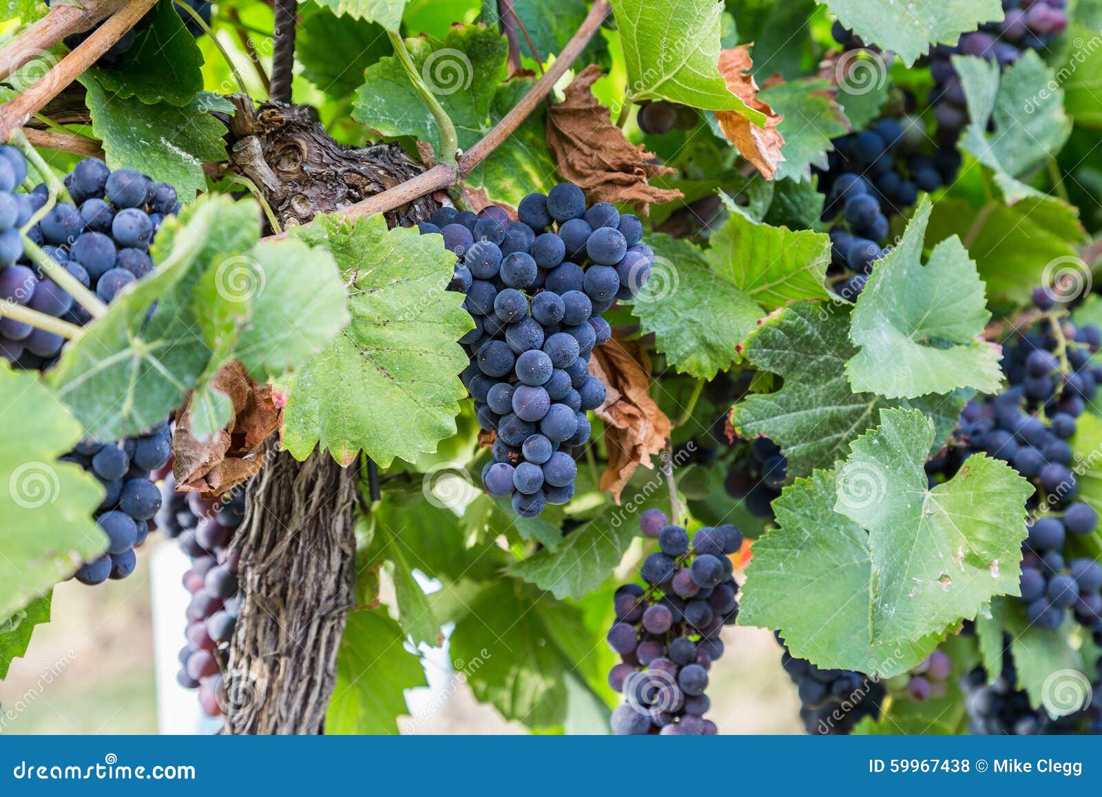 Виноград лабруска