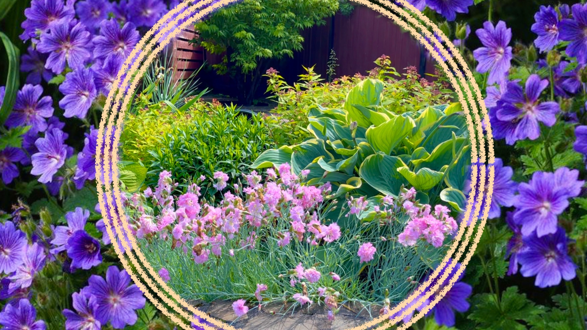 Гортензия черешковая Гортензия черешковая