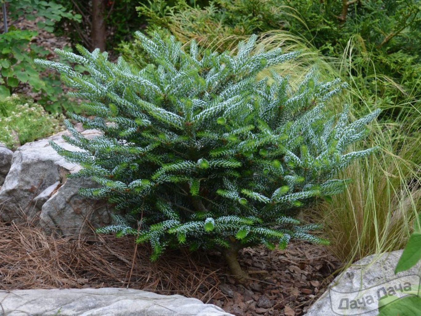 Пихта корейская