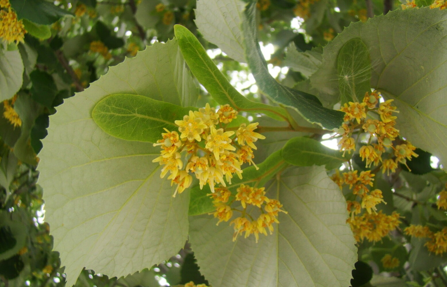 Липа войлочная Липа войлочная