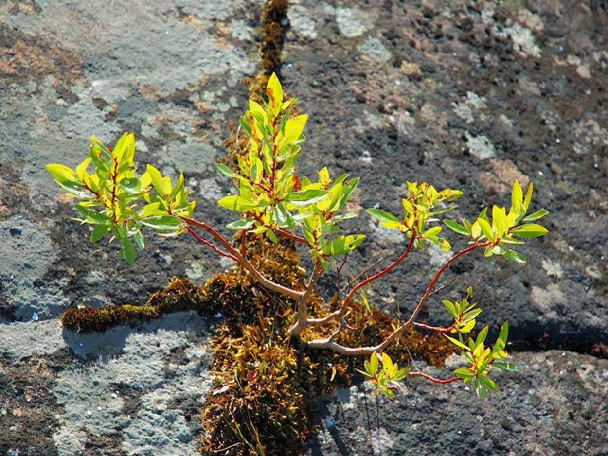 Ива полярная