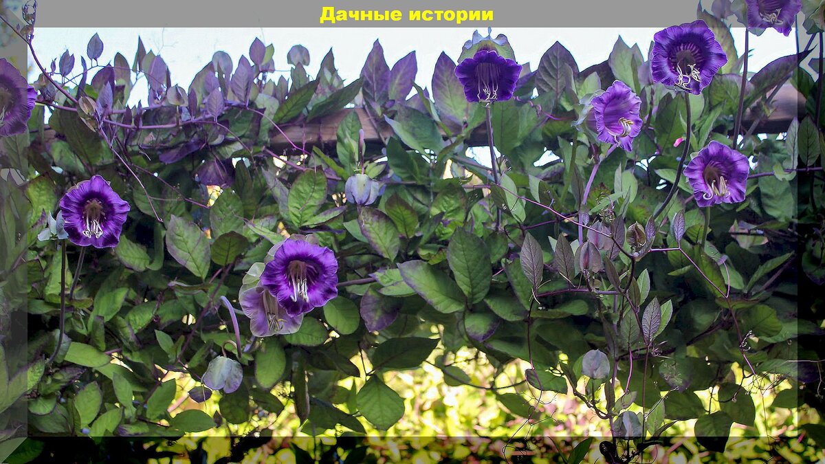 Кобея