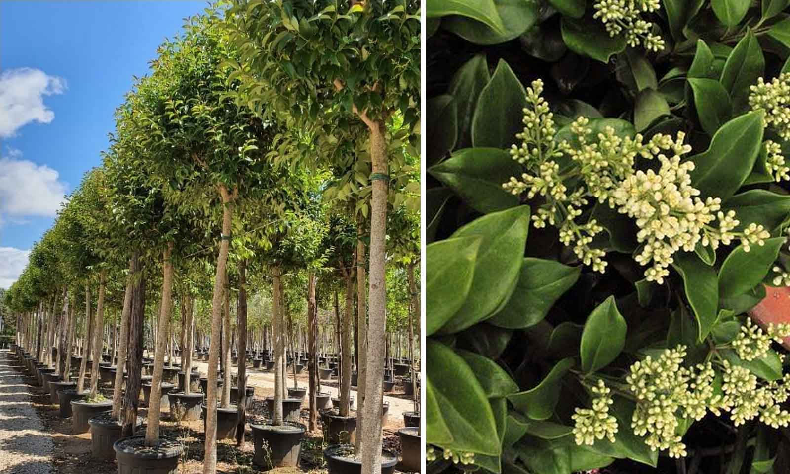 Бирючина японская Бирючина японская