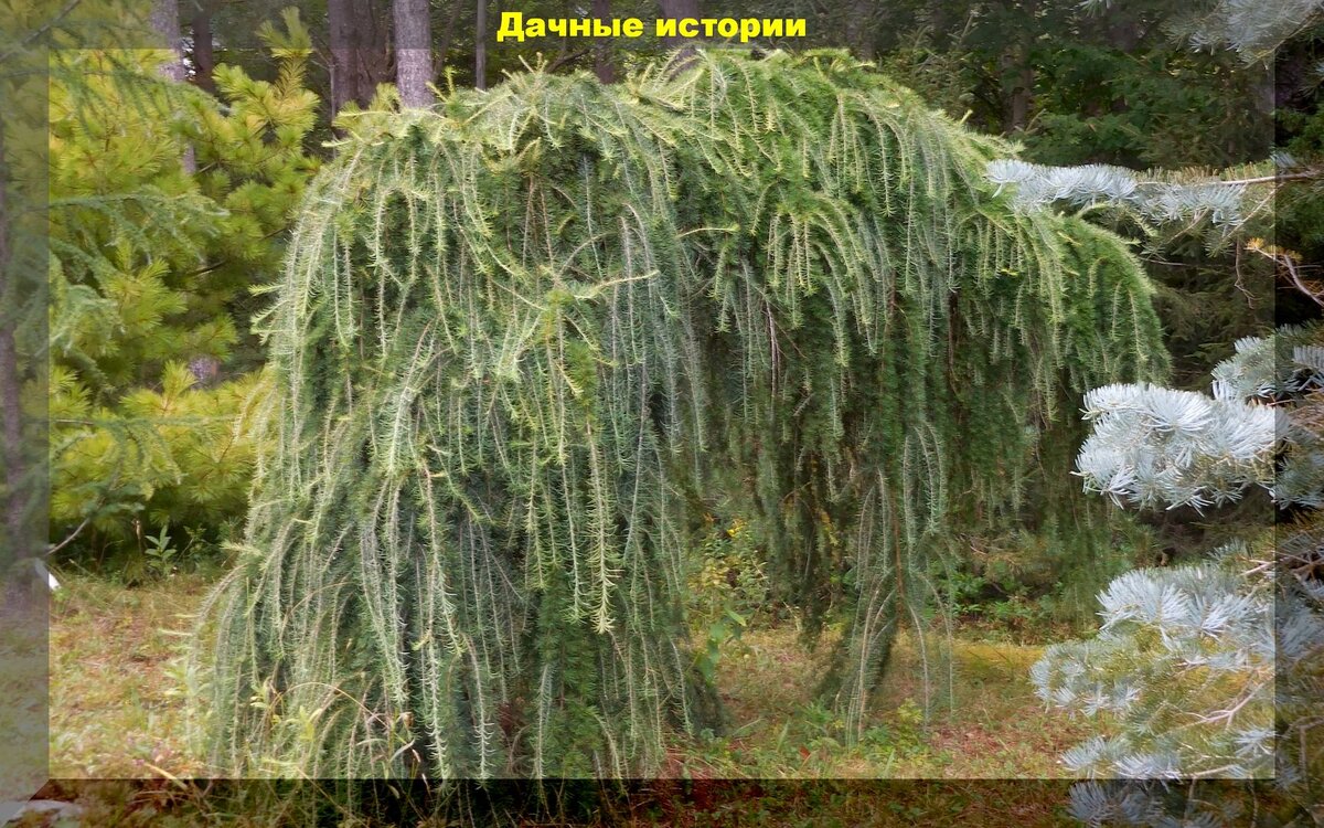 Лиственница европейская Лиственница европейская