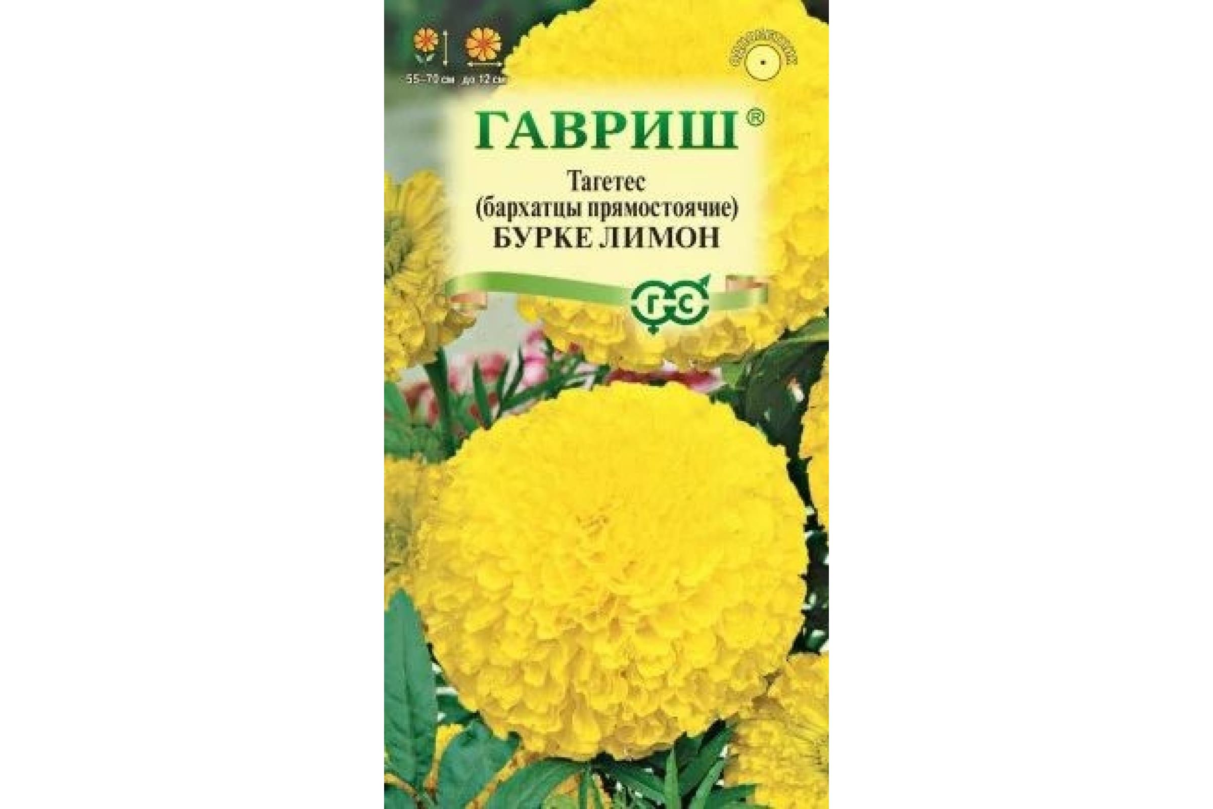 Бархатцы прямостоячие Бархатцы прямостоячие