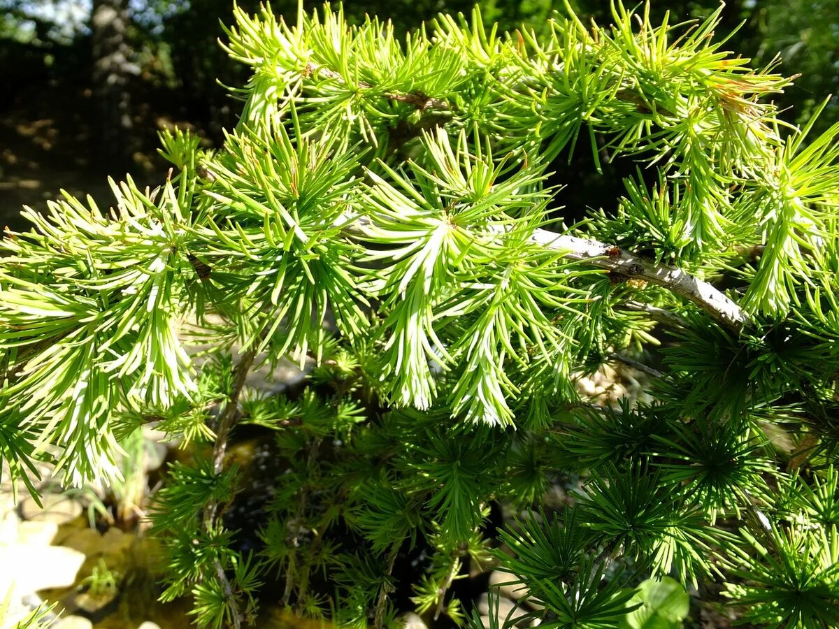 Лиственница европейская Лиственница европейская